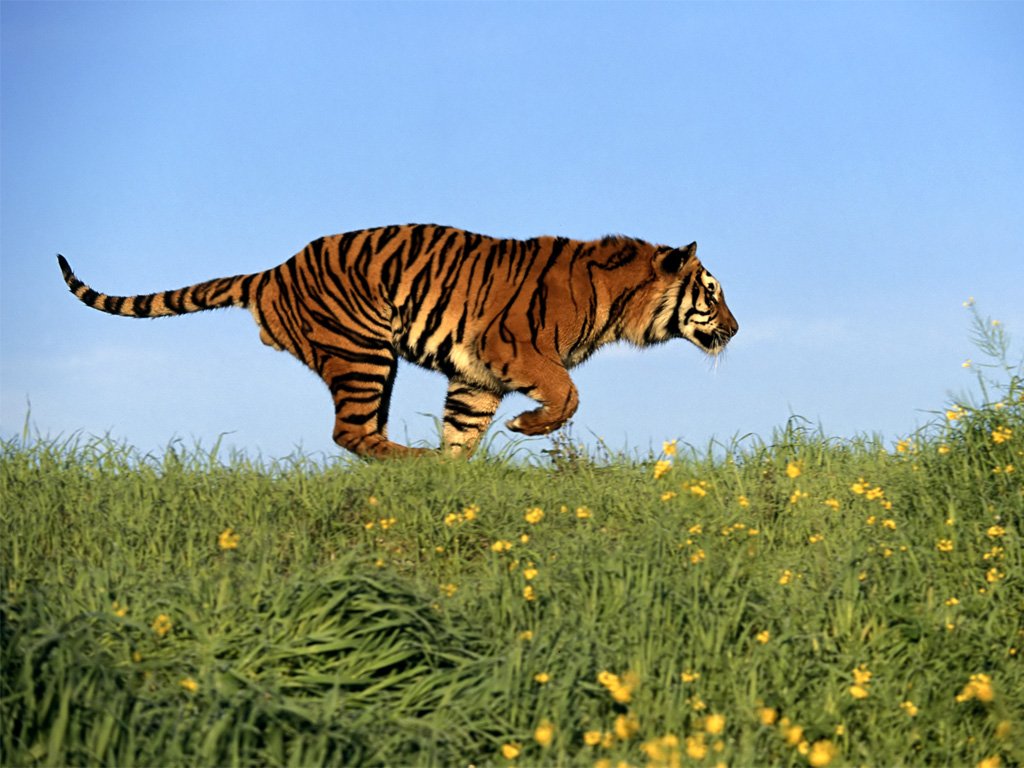 关于 从加拿大邮寄奶粉到中国 加拿大到上海快