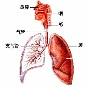 小孩气管炎治疗方法